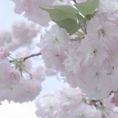 兽设冰雪元素设计Furry群